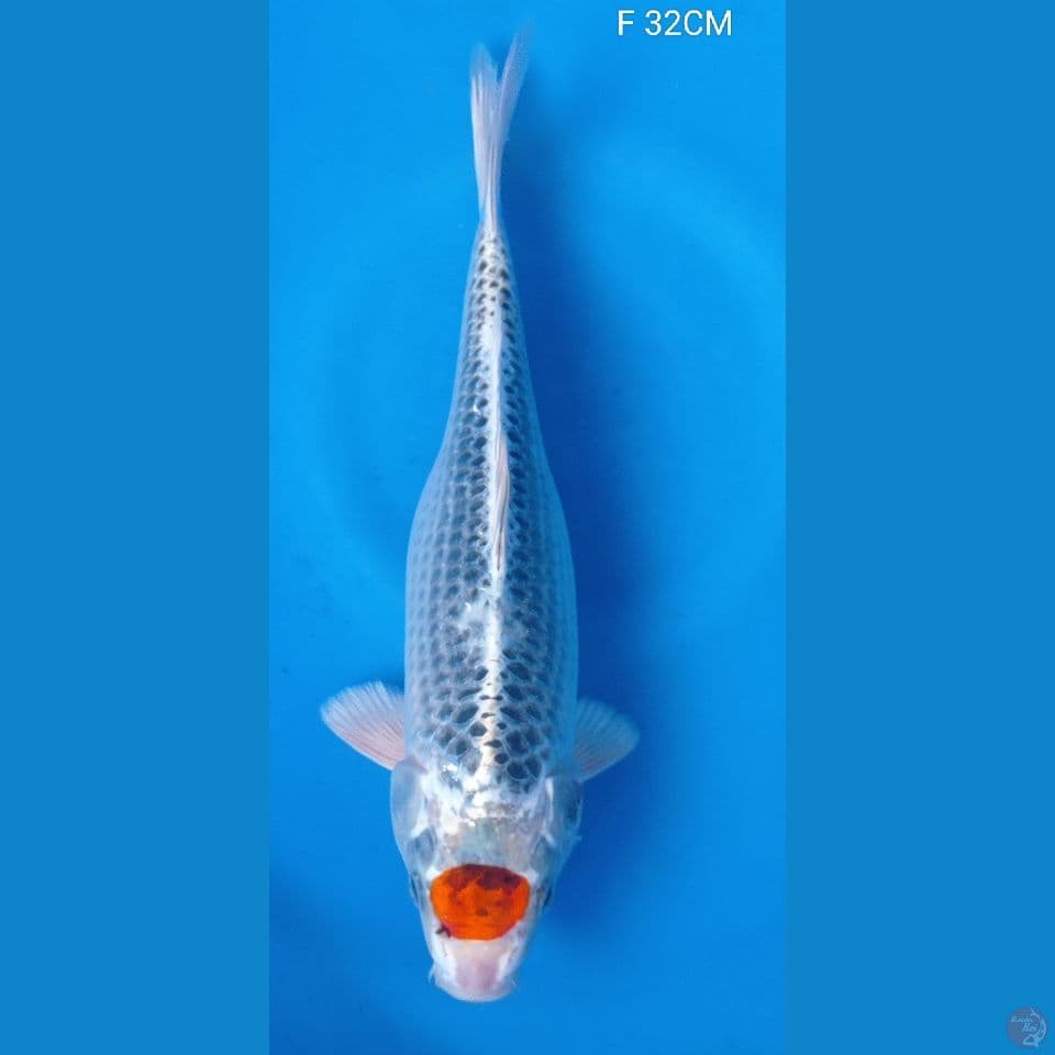 TANCHO KUJAKU M32CM