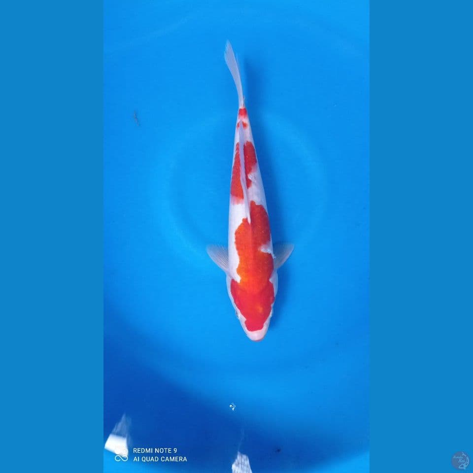 M 30CM kohaku