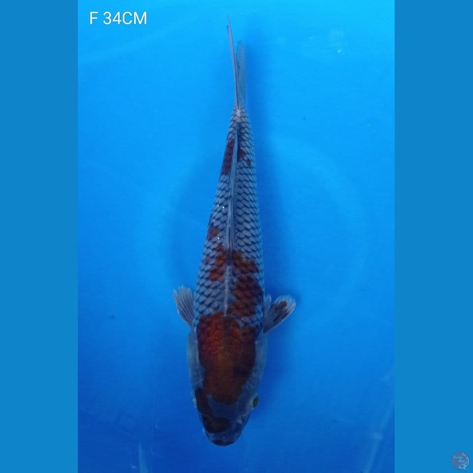F 34CM OCHIBA
