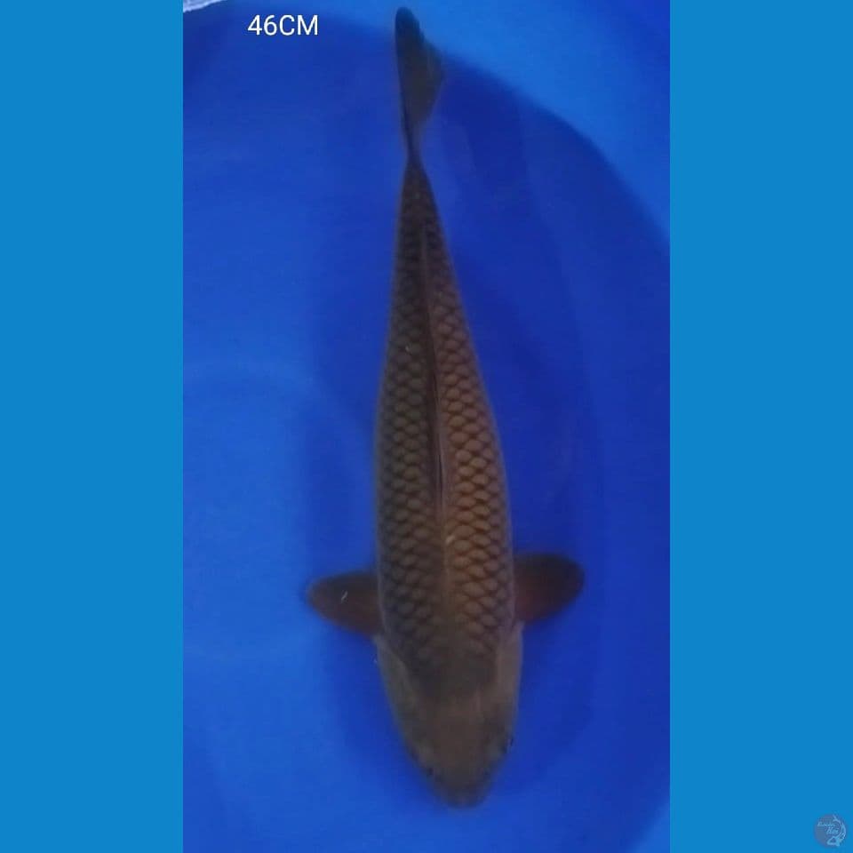 46CM MIDORI