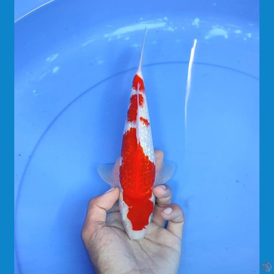 kohaku 25cm/male
