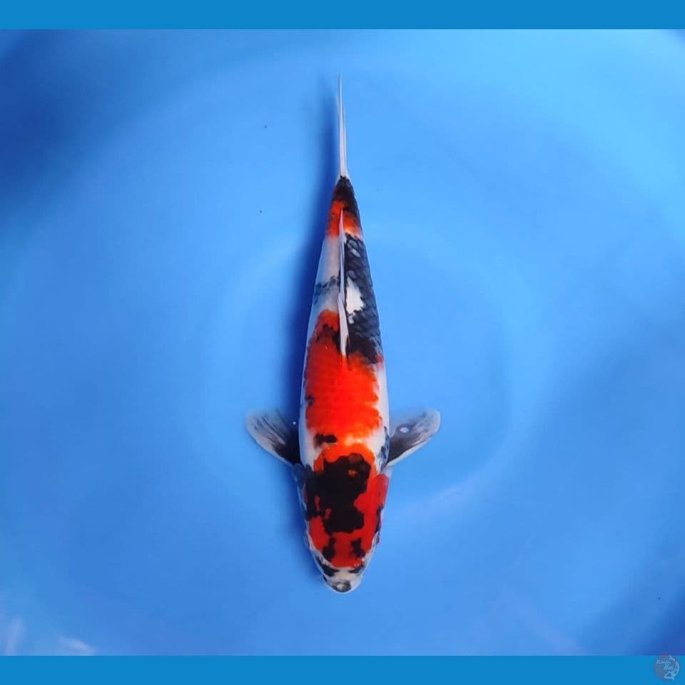 sowa 30cm/male