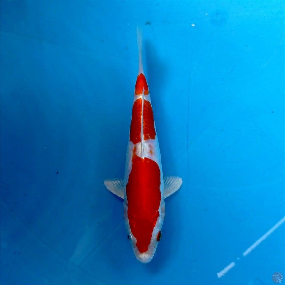 kikushui, 17 cm