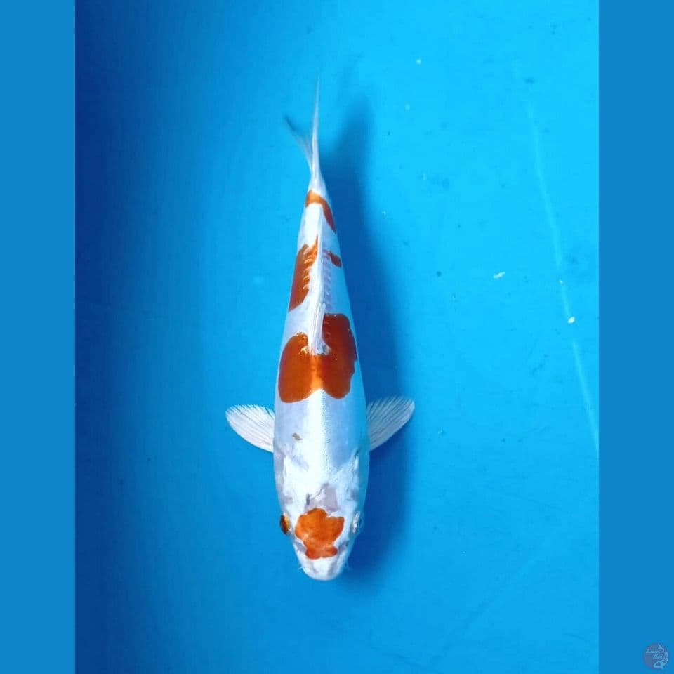 kikushui, 16 cm