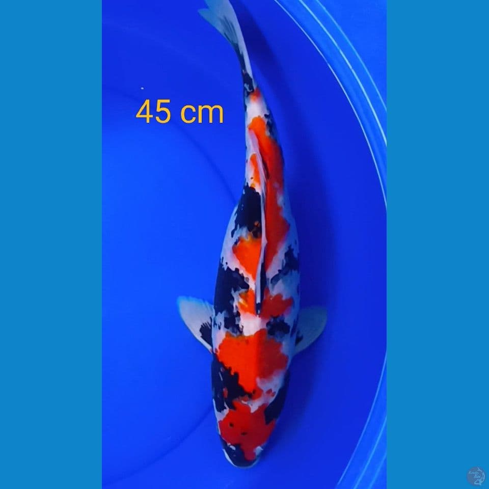 kindai showa 45 cm