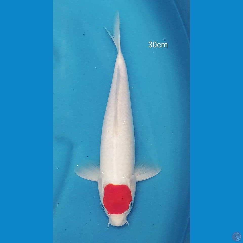 Original Tancho kohaku 31cm
