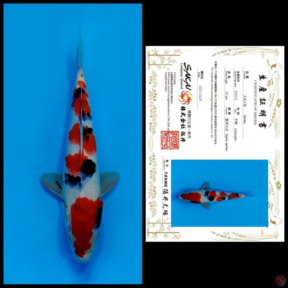 SAKAI SANKE 29CM - import