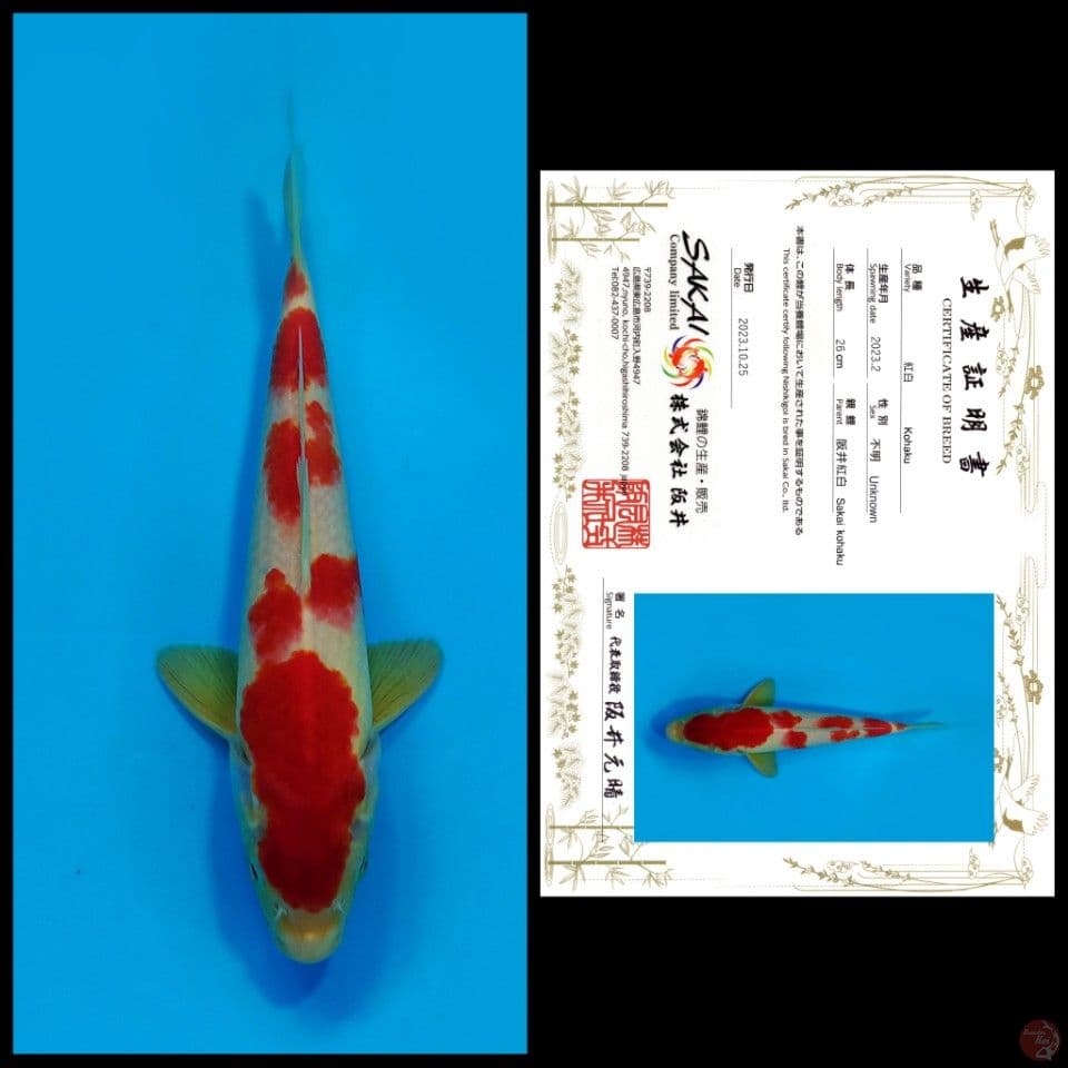 SAKAI KOHAKU 26CM MALE - import