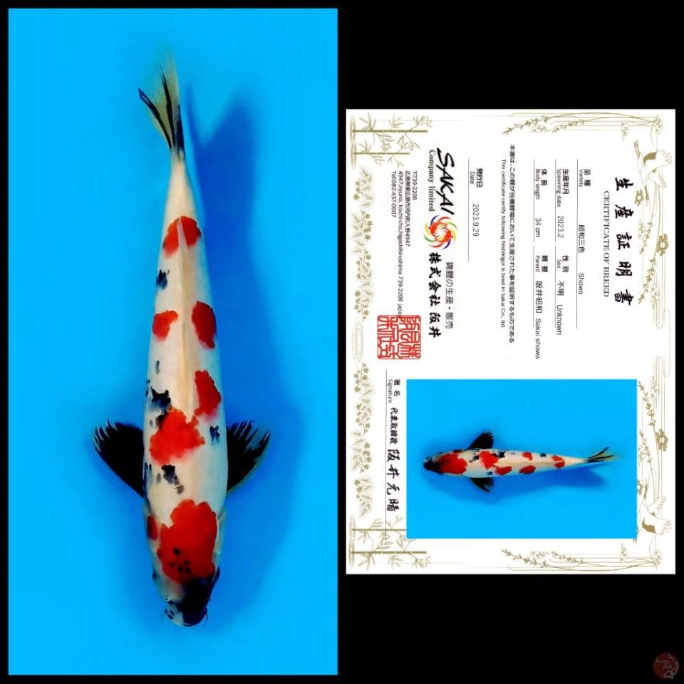 SAKAI SHOWA 34CM MALE - import