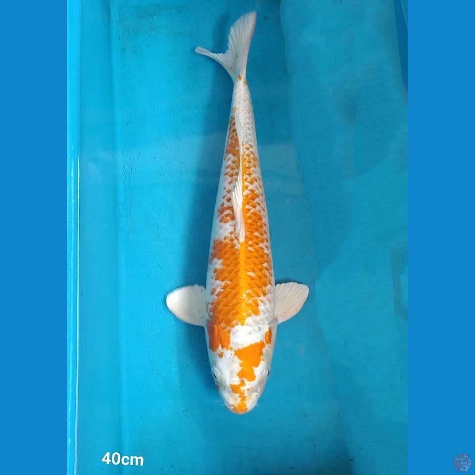Hariwake 41cm