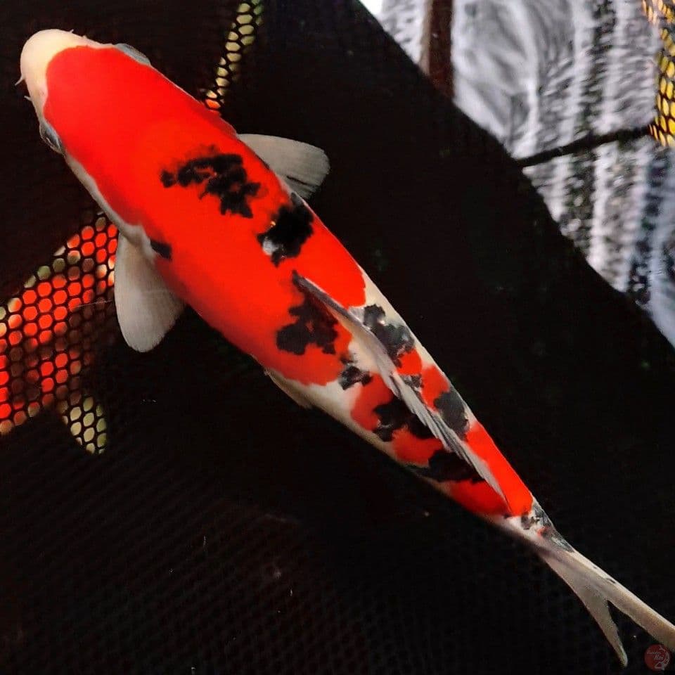 SQ SANKE MALE/25CM