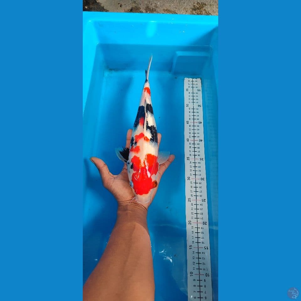Kindai Showa 35cm