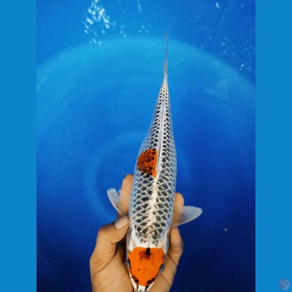 F 35CM MARUTEN KUJAKU