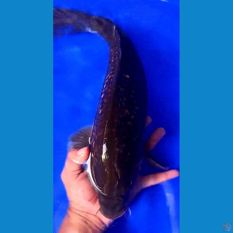 41 cm black diamond fm
