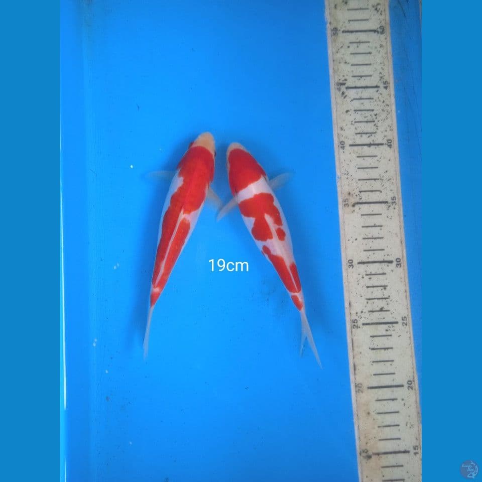 kohaku doit 19cm