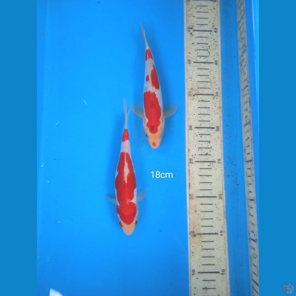 kohaku 18cm