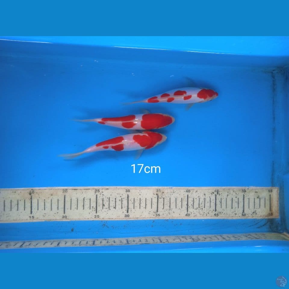 kohaku doit 17cm