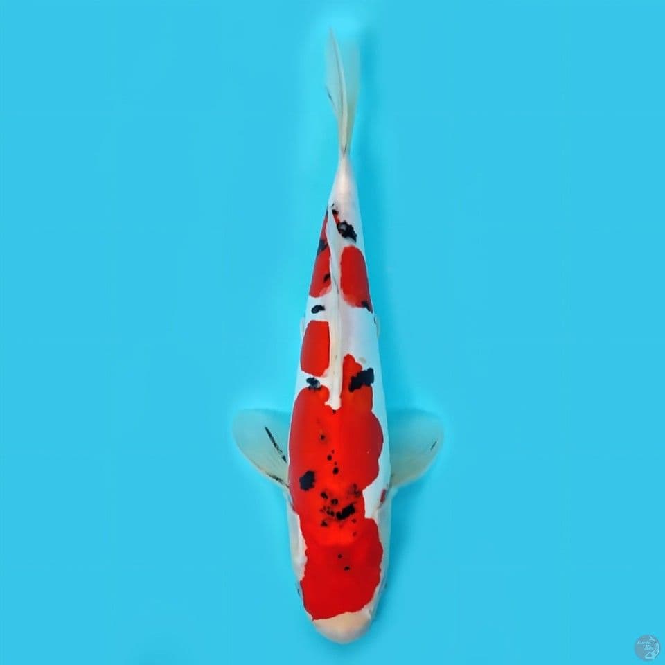 Sanke doitsu 35 cm HQ original
