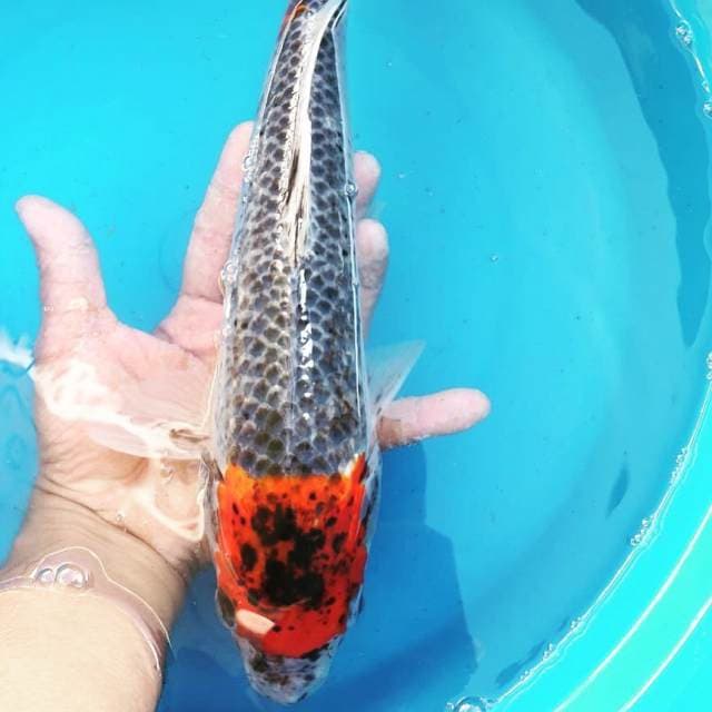 Tancho Goshiki 31cm