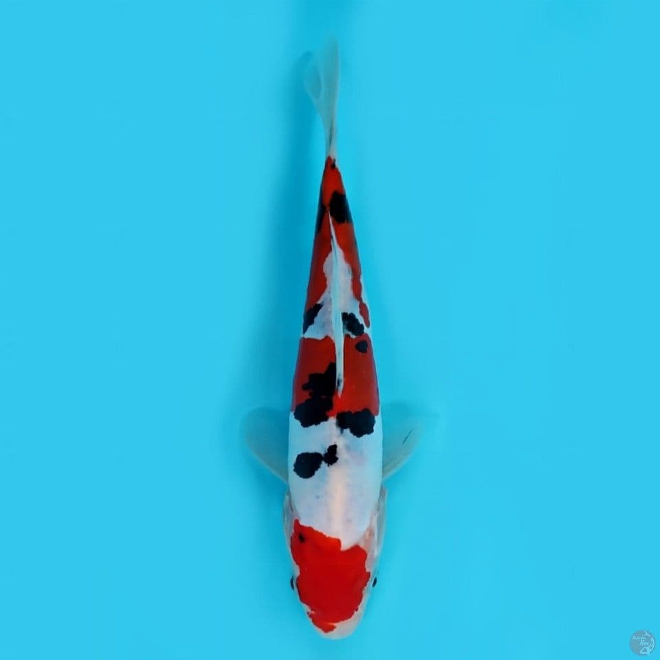 Sanke doitsu -+20 cm HQ