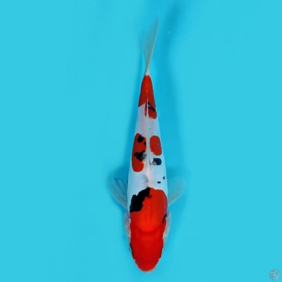 Sanke doitsu -+20 cm HQ