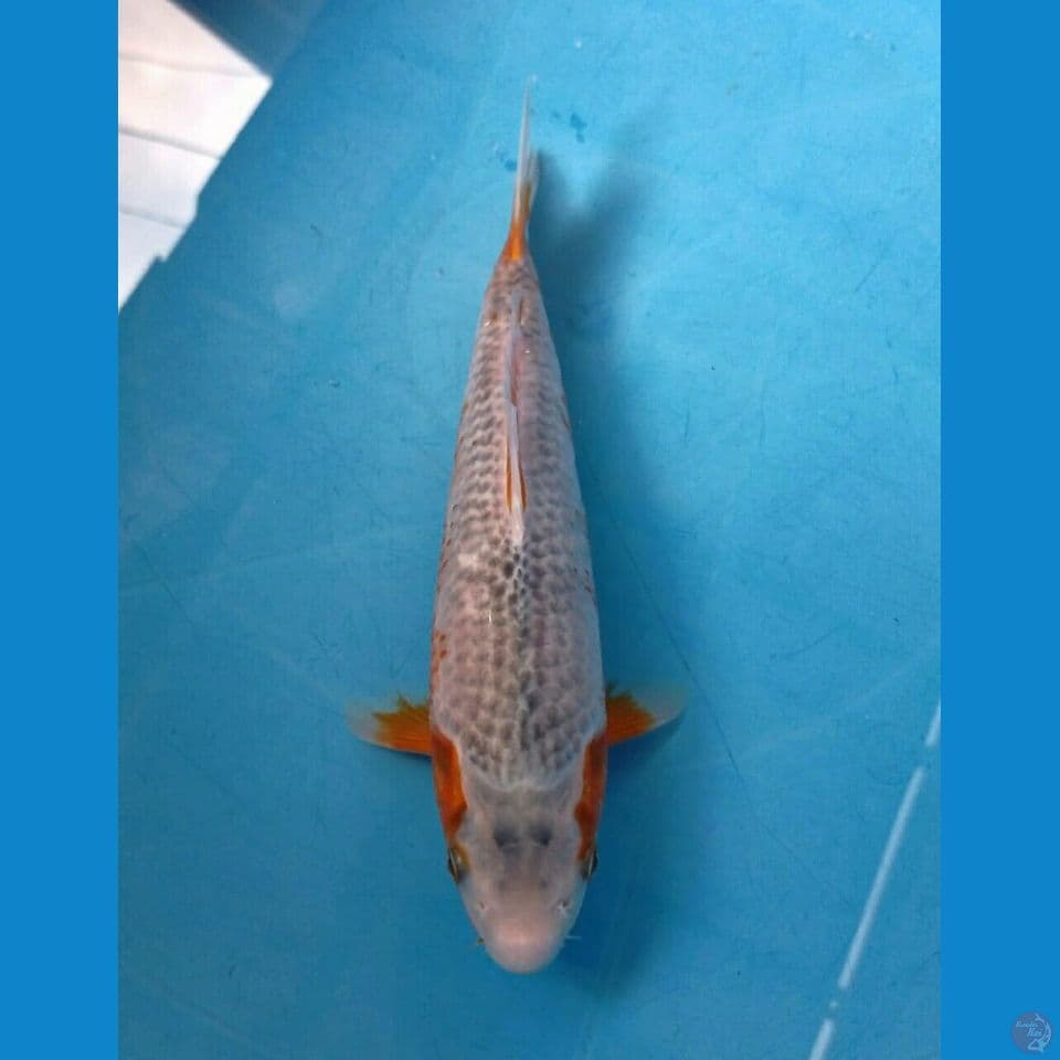 asagi, 24 cm