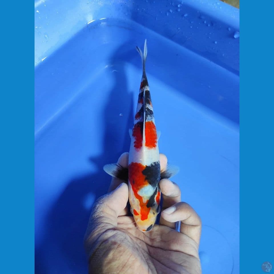 SHOWA 20CM ~ MALE