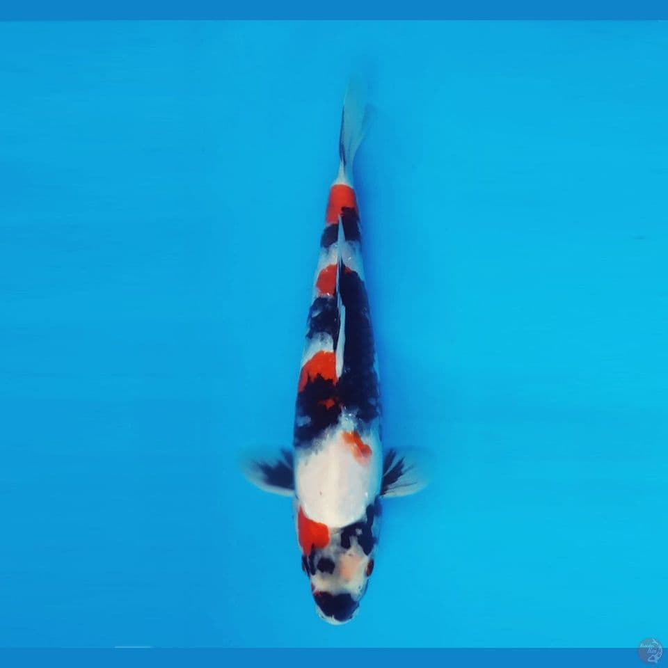 MAGOI 3 - Kindai Showa 27 cm/male ®