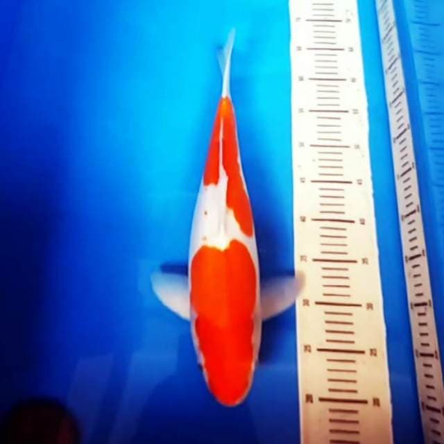 Lihat video 46cm kohaku doitsu bagus