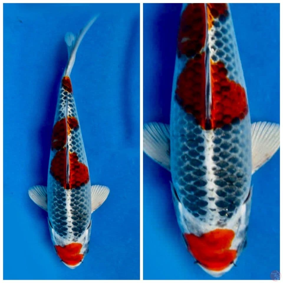 Red kujaku 27cm