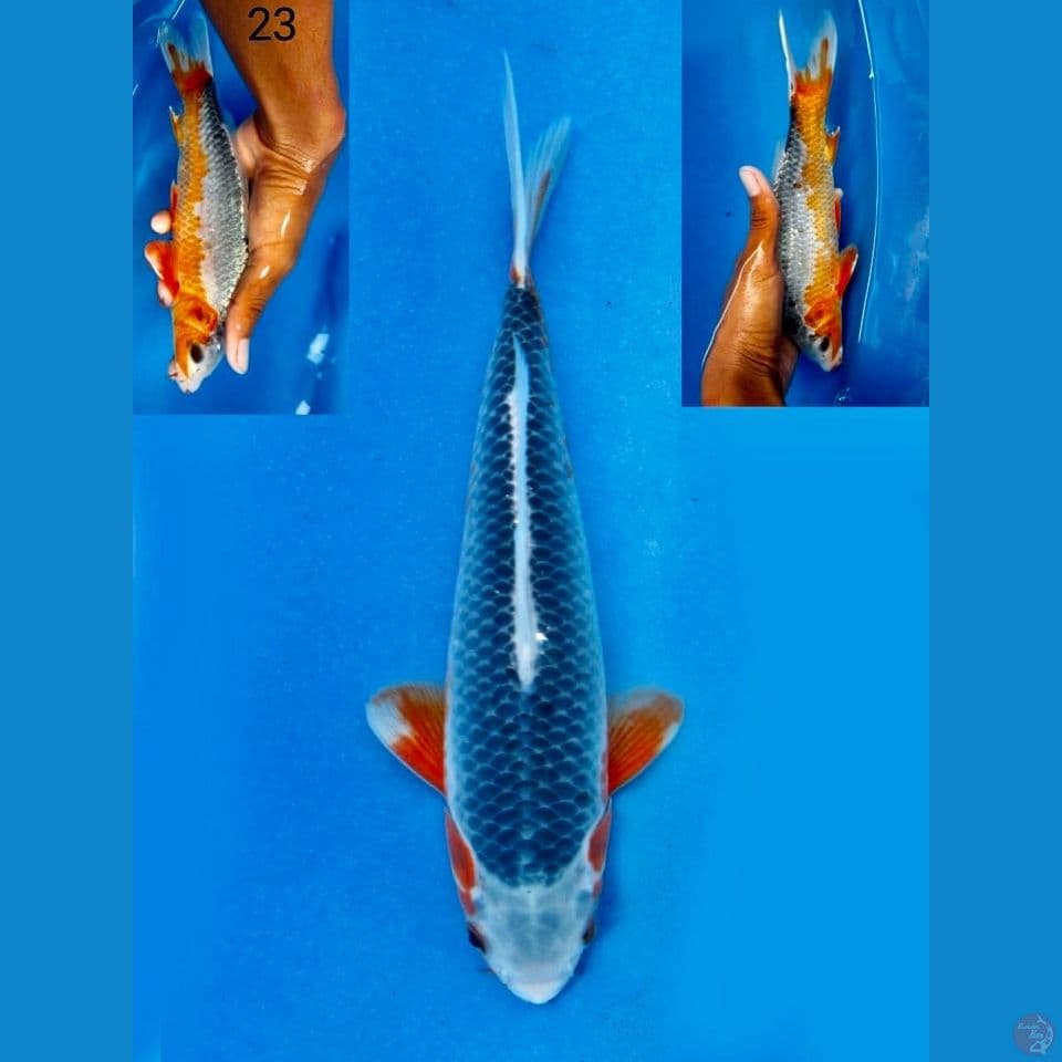 Asagi 23cm