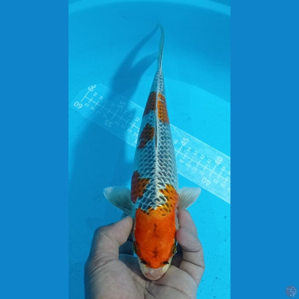 MAH TAWON (35CM)