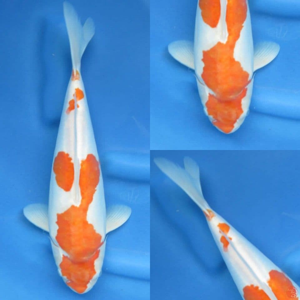 39cm , Jumbo Kohaku doitsu