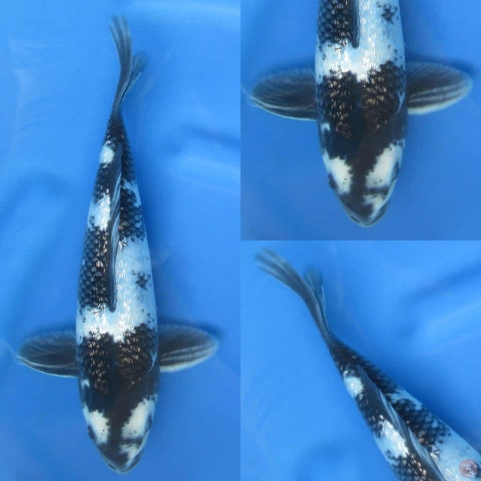 30cm ,Shiro ginrin