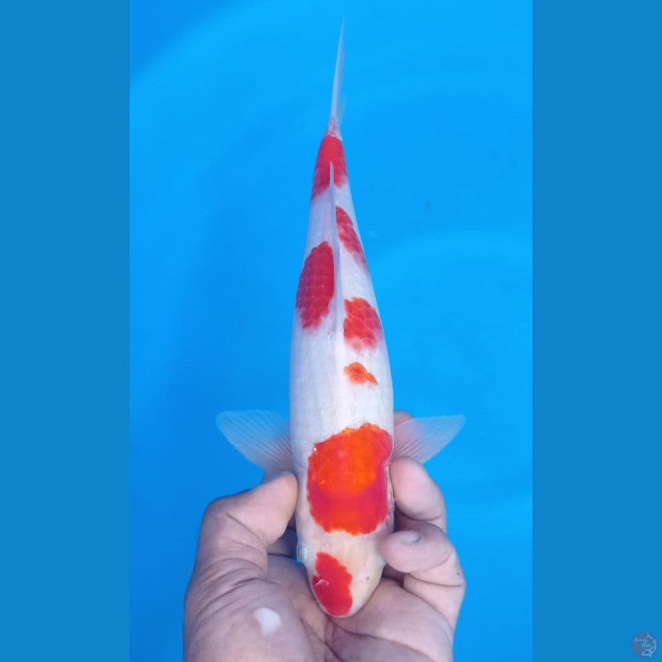 KOHAKU 30CM