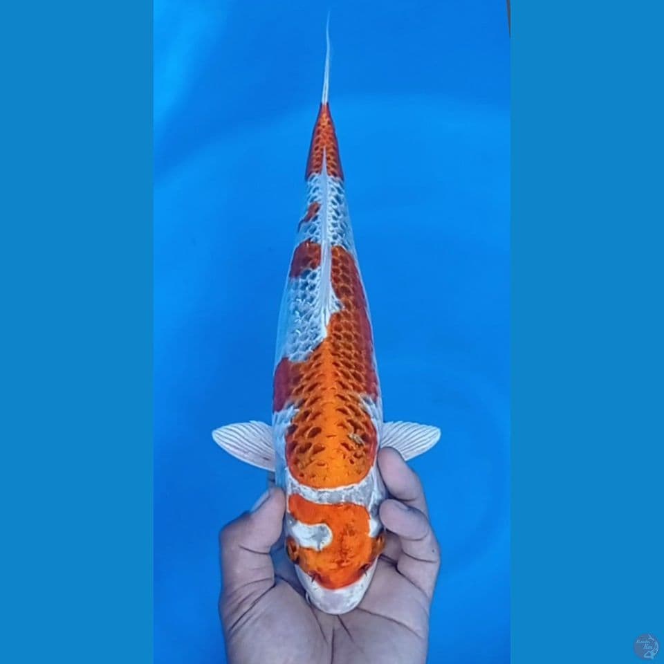 KUJAKU 38CM