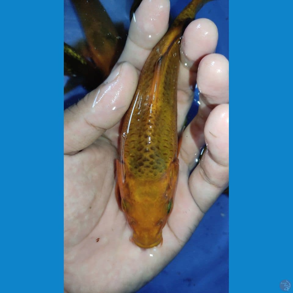 Caramel size 13 16 cm rata 15 cm. 30 ekor