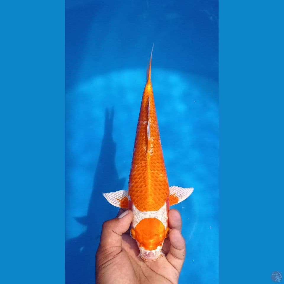 HARIWAKE 32CM