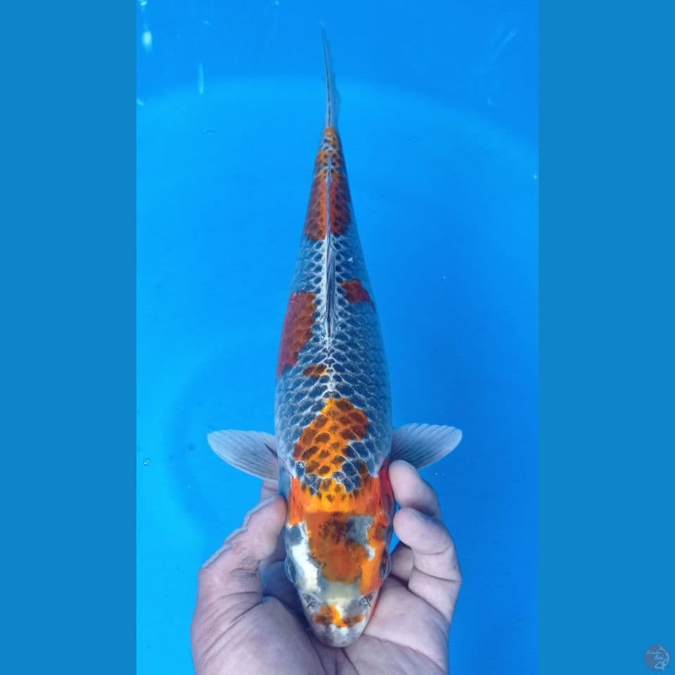 KOGANE 35CM