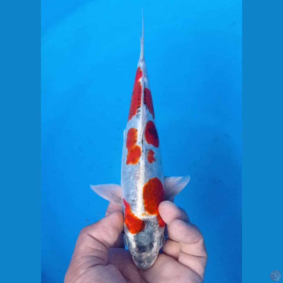 KIKO 26CM