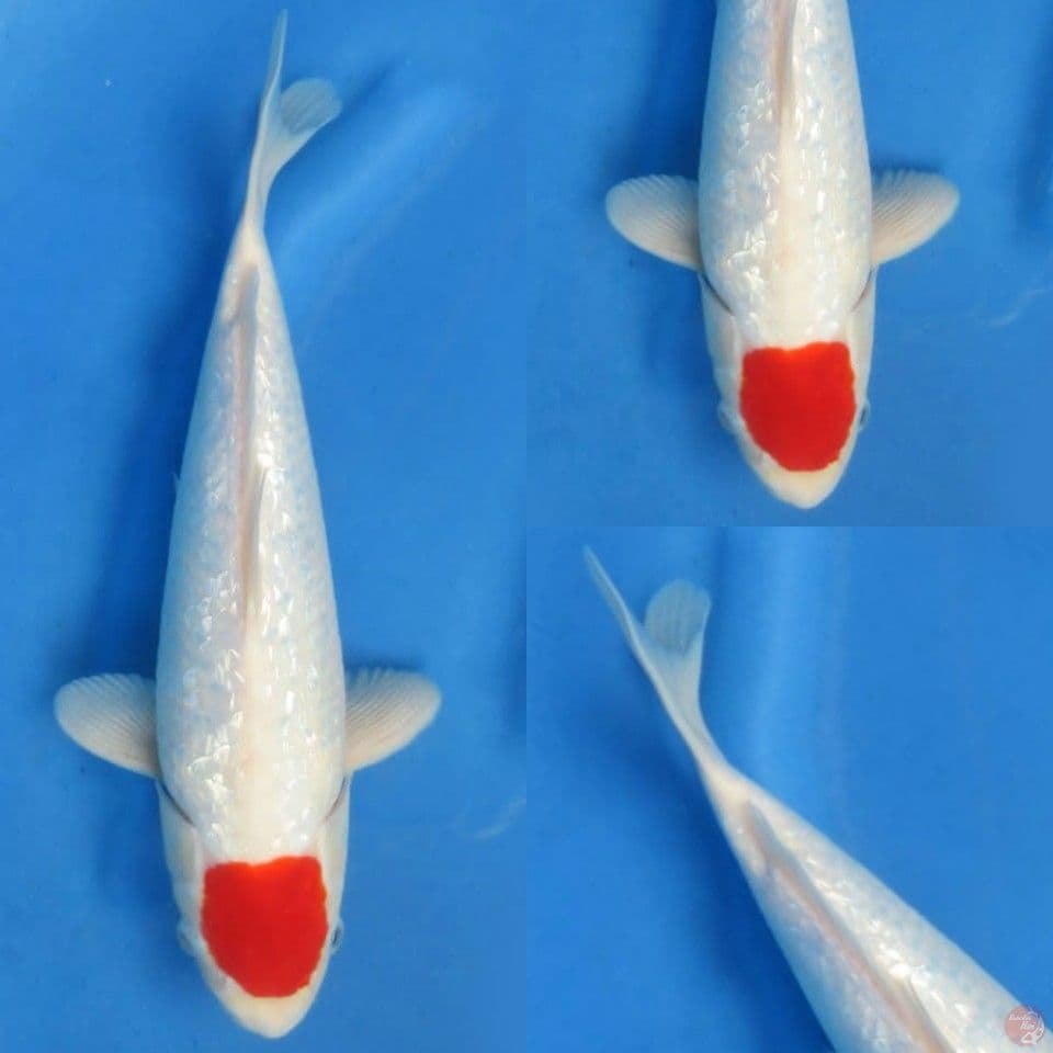 32cm ,Tancho Ginrin No bocor