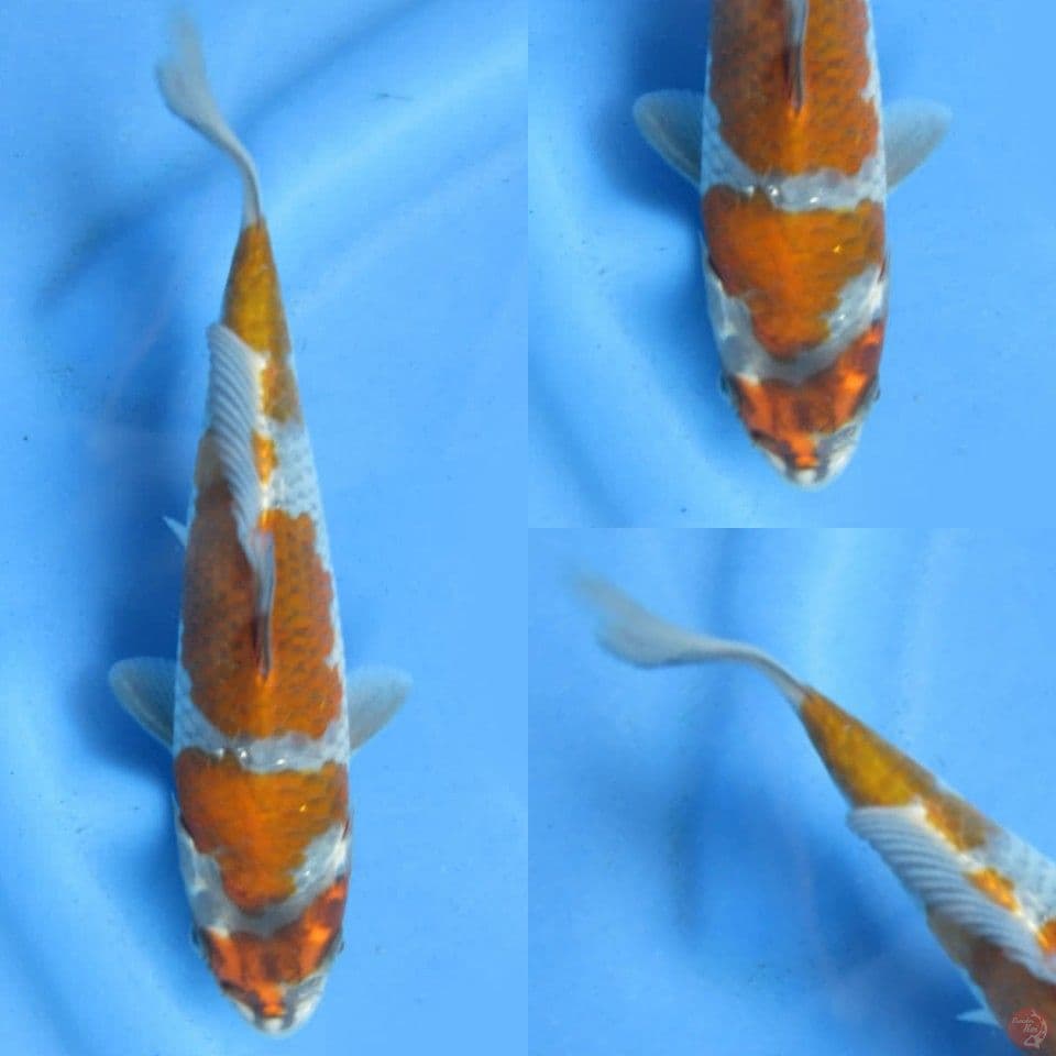 20cm, SQ Kogane Ochiba