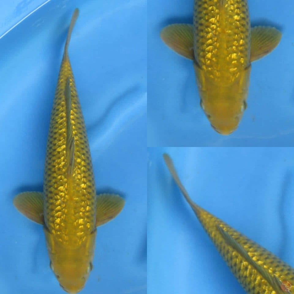 40cm, Midori ginrin