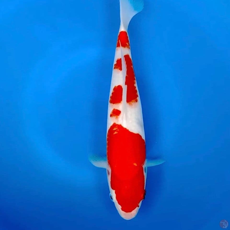 32cm kohaku