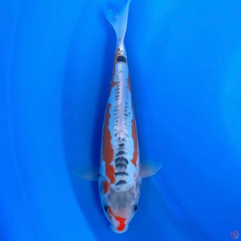 sushui 30cm