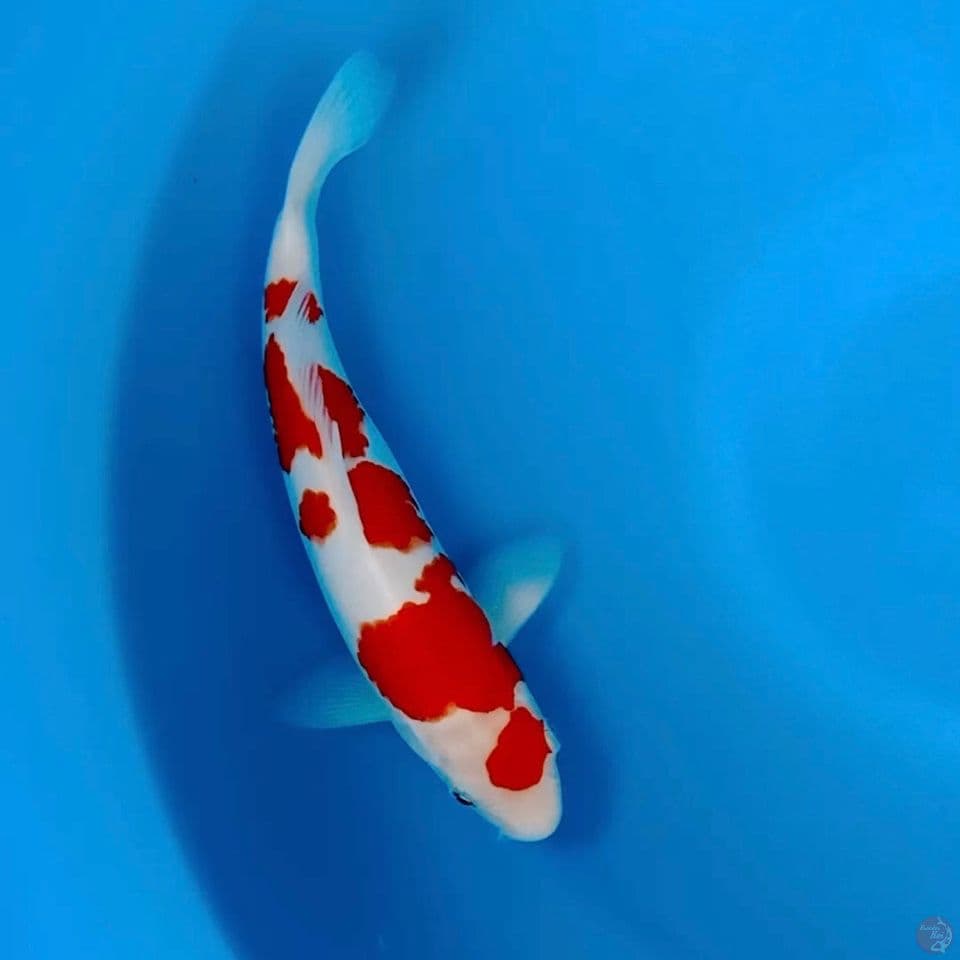 HQ kohaku 29cm