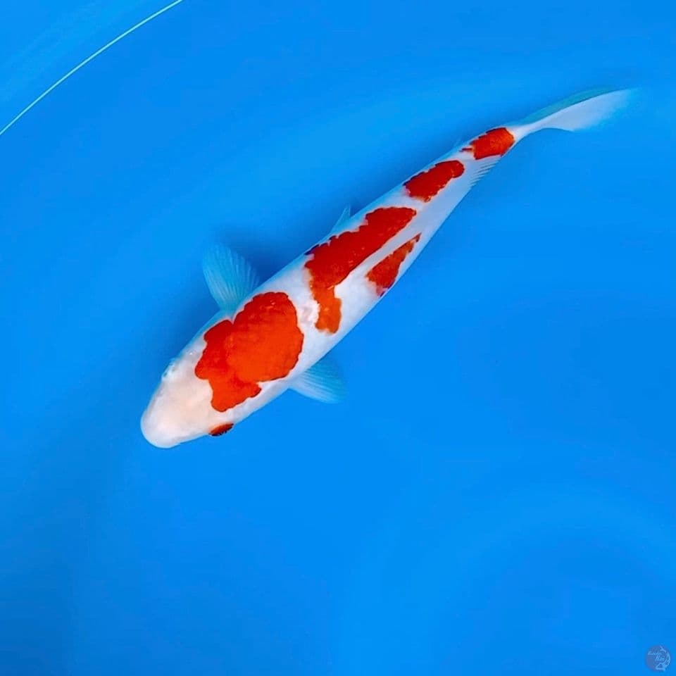 yondan Kohaku 30cm
