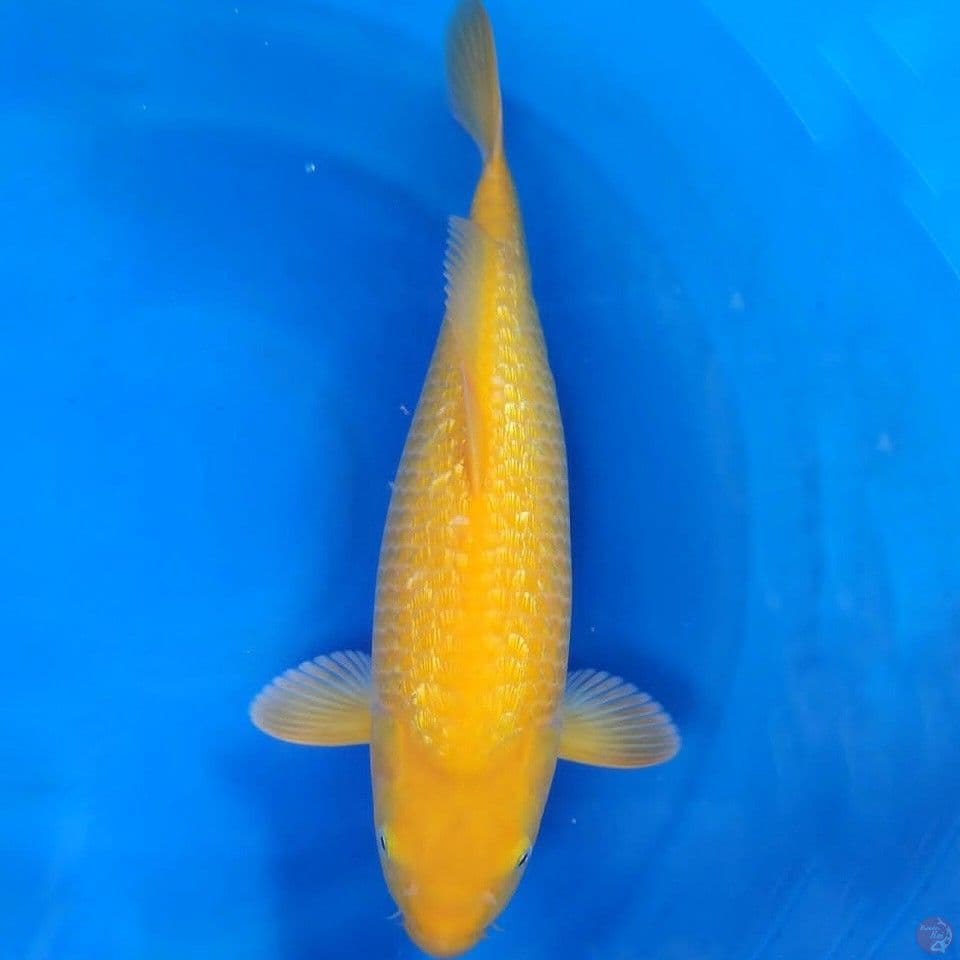 Karasi Ginrin