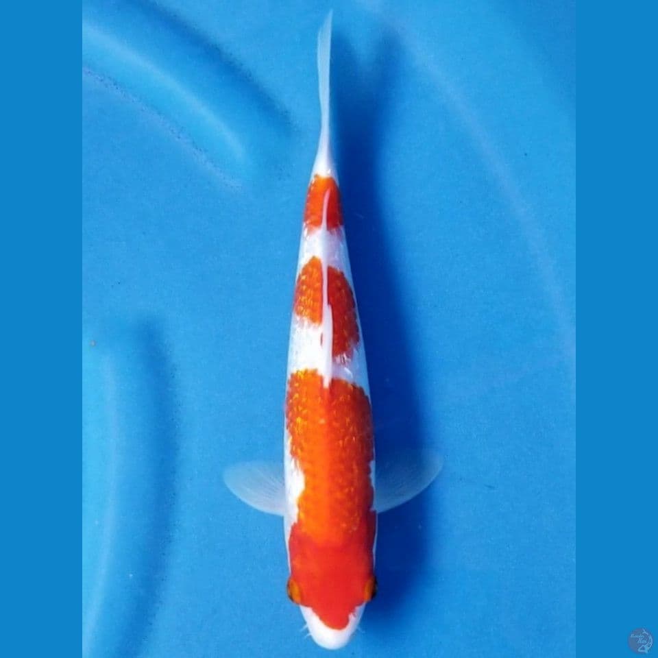 GINRIN KOHAKU 25 CM