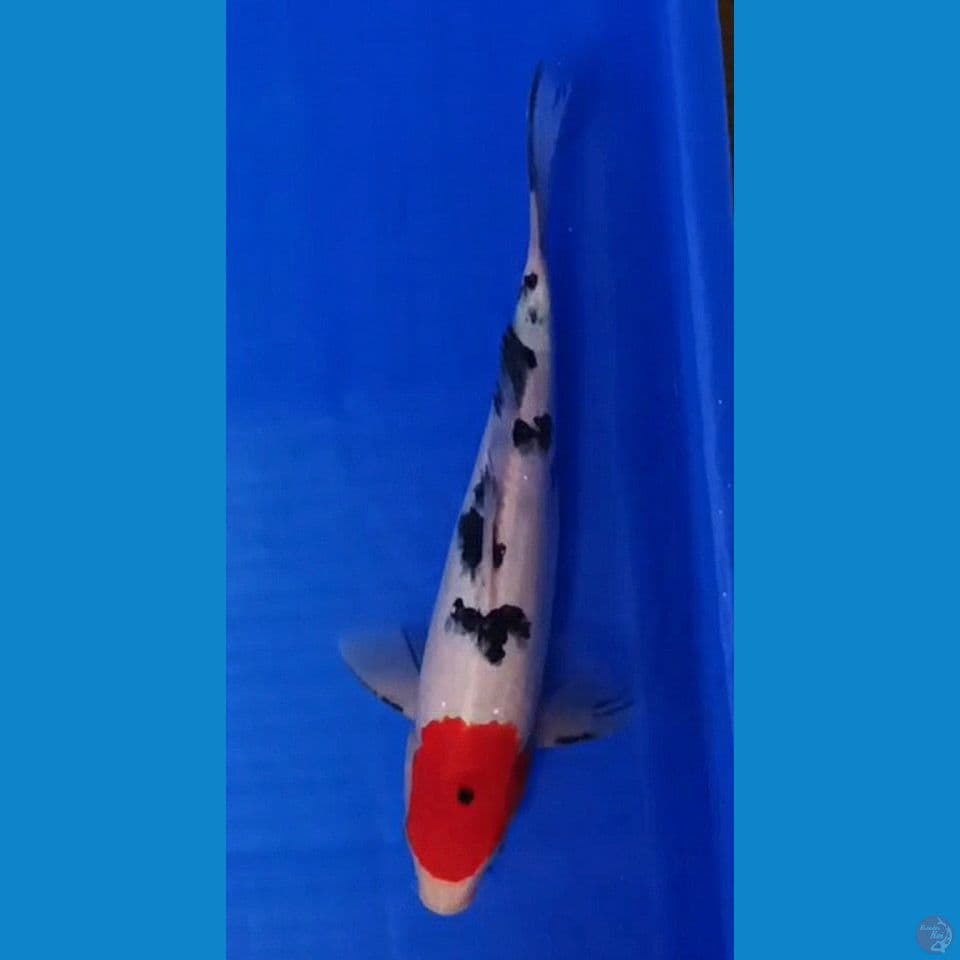 28cm TANCHO Jaminan Sehat Tenan